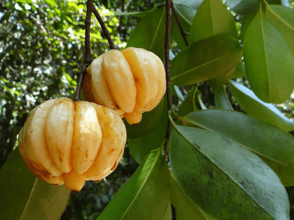 അമിതവണ്ണത്തിന് പരിഹാരം