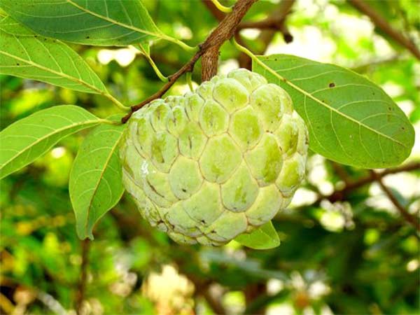 ഹിമോഗ്ലോബിന്റെ അളവ്
