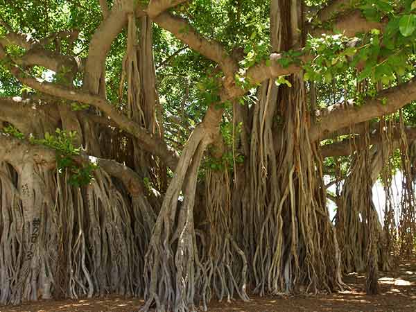 ആല്മര പ്രദക്ഷിണം