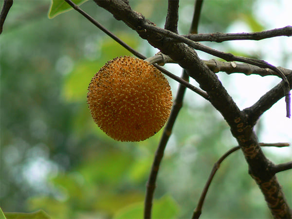 ഇന്ദ്രപ്രസ്ഥത്തിലെ കടമ്പ്