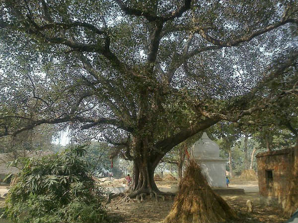 വൃക്ഷങ്ങളിലെ ദേവപരിവേഷം