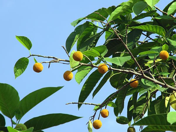 കടമ്പോത്സവം