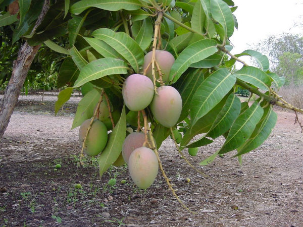 മാവ്
