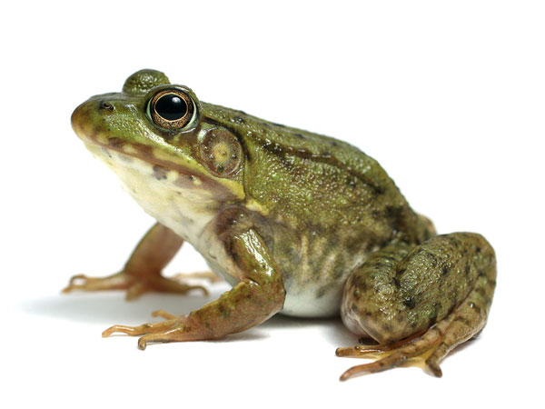 തവള