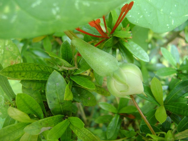 എന്താണ് നിത്യവഴുതന?