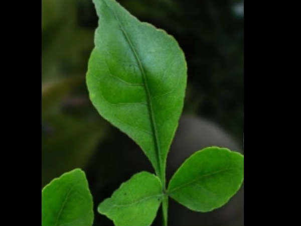 കൂവളം