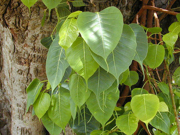 അരയാല്