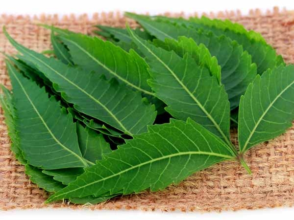ആര്യവേപ്പില
