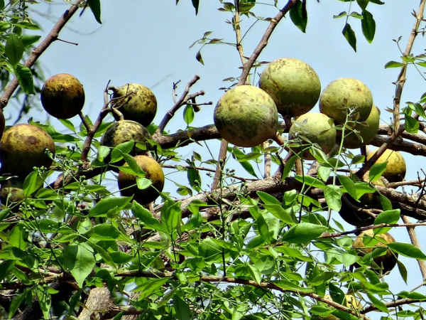 ആയുര്വേദ നുറുങ്ങുകള്