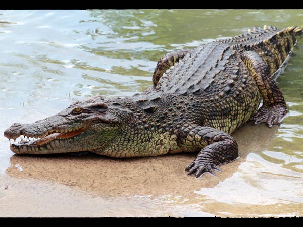 മുതലയെ ഉപയോഗിക്കാം