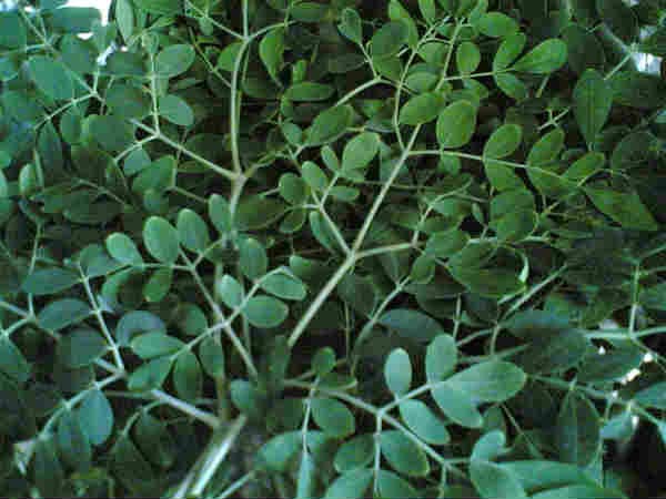 ഉപയോഗിക്കേണ്ട വിധം