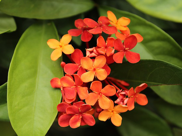 ചെത്തി