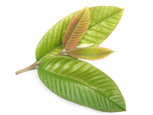 പേരയില ചായ
