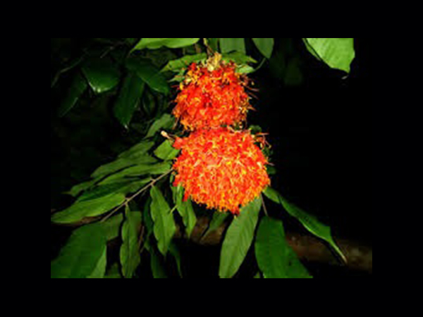 അശോകത്തിന്റെ ഔഷധ ഗുണങ്ങള്