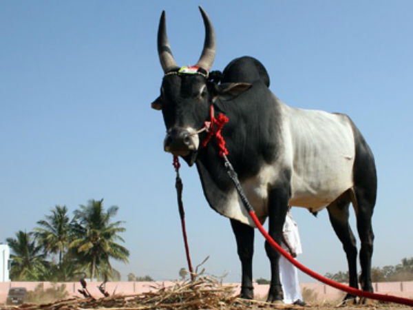 കാള
