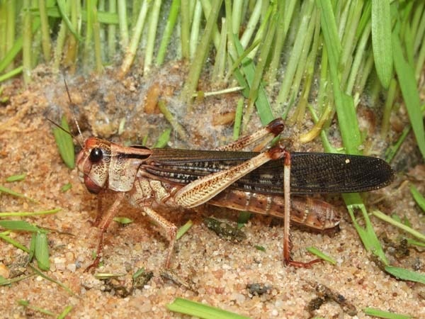 വെട്ടുകിളികള് പലവിധം