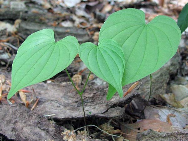 പയറിന്റെ ഇല