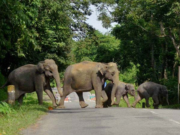 ആനയെ സ്വപ്നം കണ്ടാല്