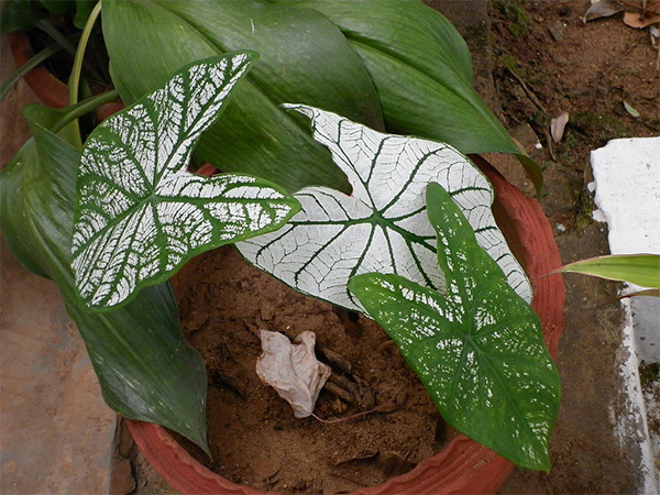 കാലാഡിയം