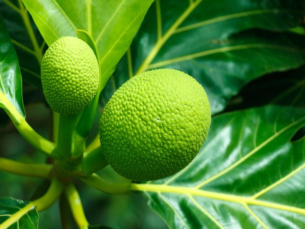 പാര്ശ്വഫലങ്ങളും സുരക്ഷയും