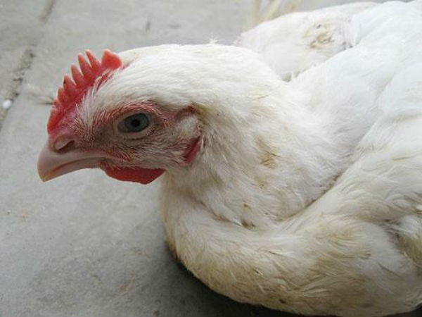 പക്ഷികളില് പക്ഷിപ്പനി എങ്ങനെയാണ് പടരുന്നത്?