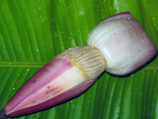 മലബന്ധം ഒഴിവാക്കല്