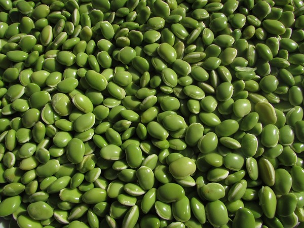 പയര്വര്ഗ്ഗങ്ങള്, ബീന്സ്