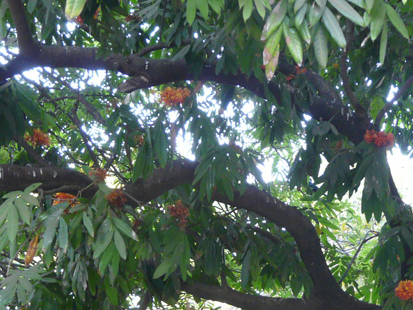 അശോകം