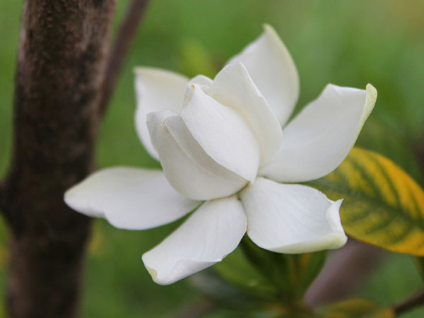 ഗാര്ഡനിയ