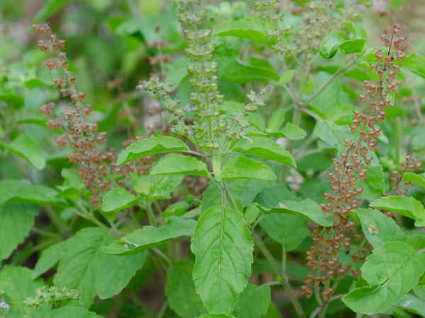 തുളസി ഉപയോഗിക്കാം
