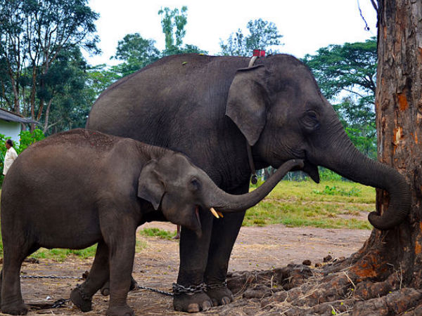 ഗജ പൂജ