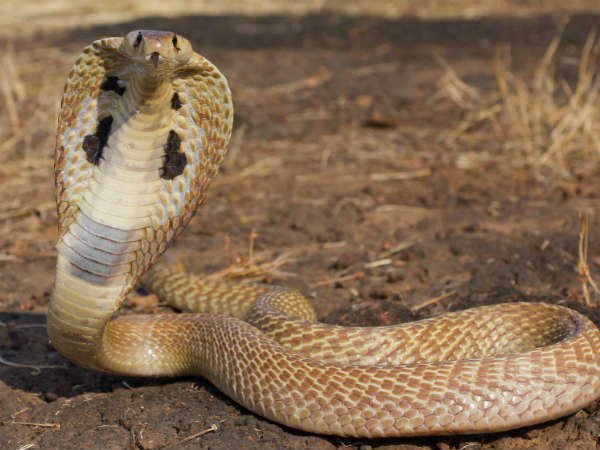 നാഗപഞ്ചമി വ്രതം