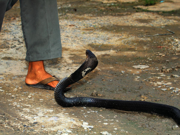 നാഗപഞ്ചമി വ്രതം