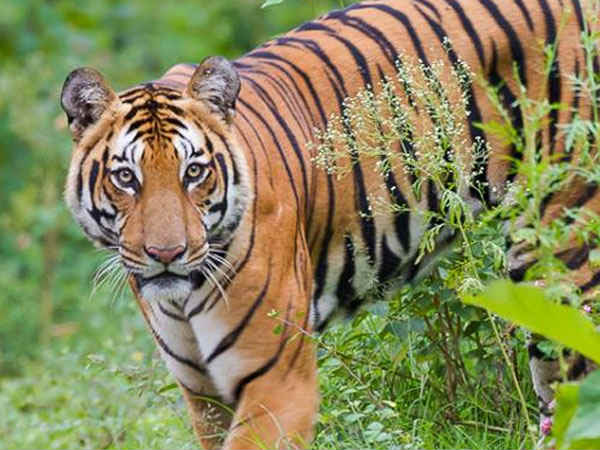 ഇന്ന് അന്താരാഷ്ട്ര കടുവ ദിനം