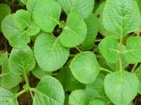 പനികൂര്ക്ക