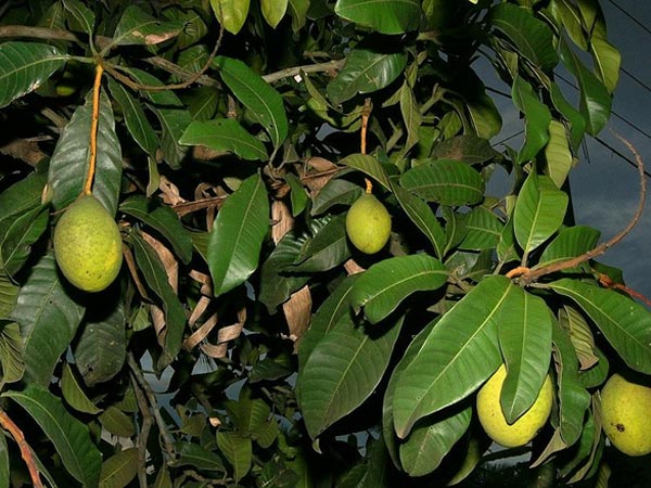 ഈ ചെടികളും