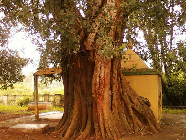 പ്രകൃതിയെ ആരാധിക്കുന്നു