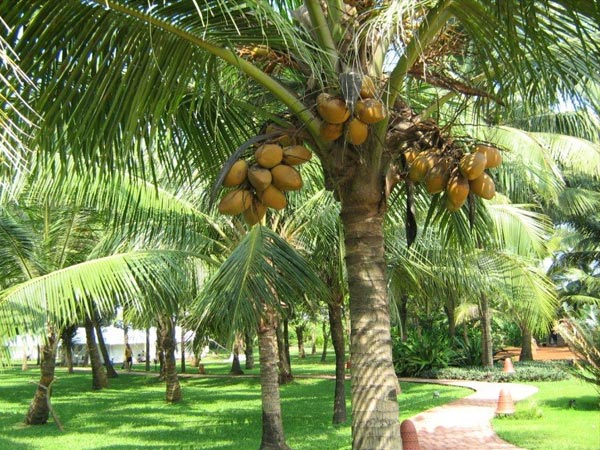 തെങ്ങ് എന്ന കല്പവൃക്ഷം