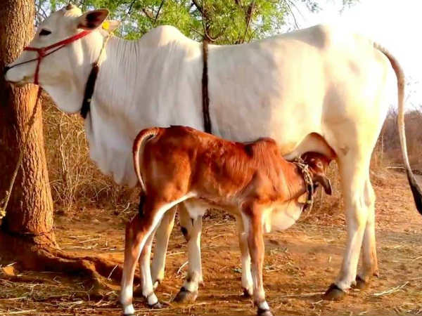 പശുവിന് പുല്ല് നല്കുക