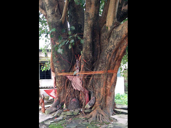 ആല്മരത്തെ പ്രദക്ഷിണം ചെയ്യുക