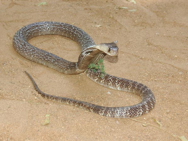 പ്രതിരോധം എങ്ങനെ?