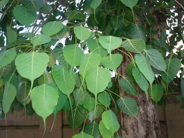 ആലിലയും മഞ്ഞളും