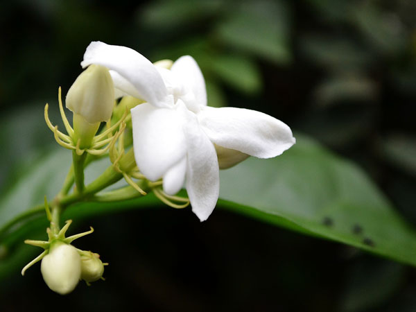 മുല്ല