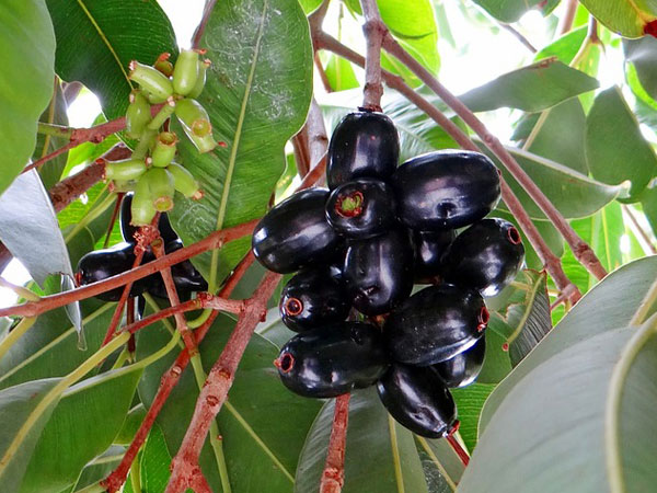 വെറുംവയറ്റില് കഴിക്കരുത്