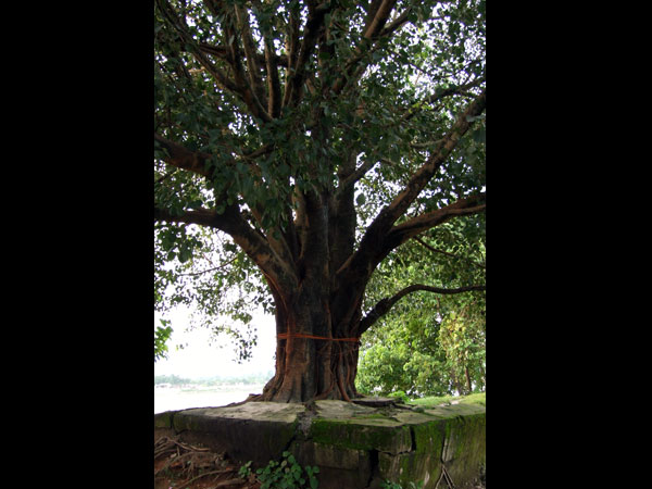ആയുര്വേദ ഗുണങ്ങള്