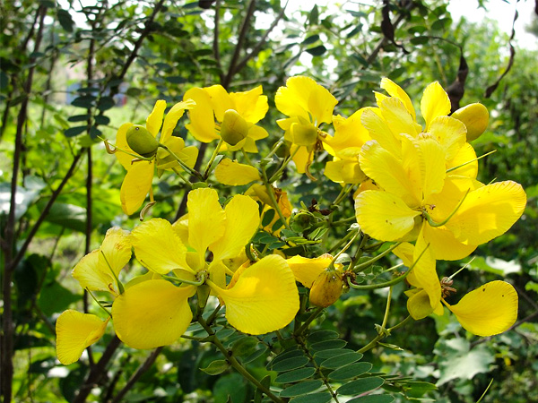 Health Benefits Of Avarampoo Avaram Senna Flower In Malayalam