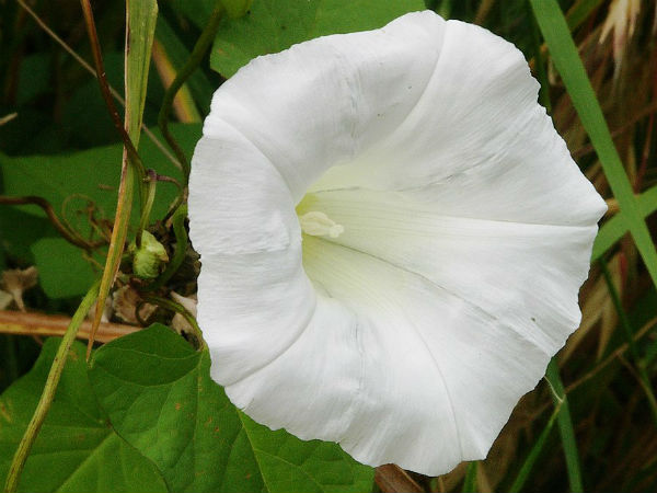 ഈ ദിവസം നടുക