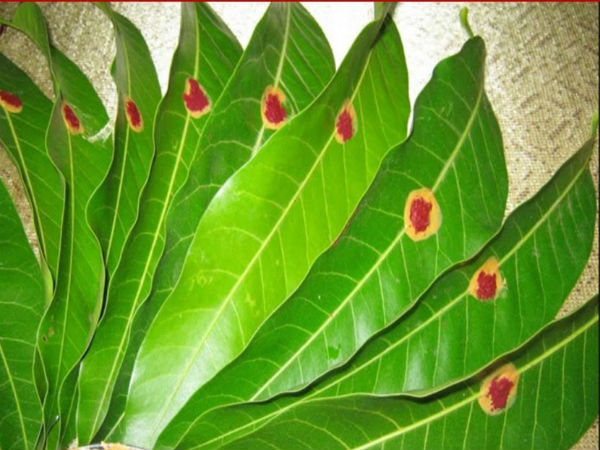 പ്രധാന വാതില് അലങ്കരിക്കുക