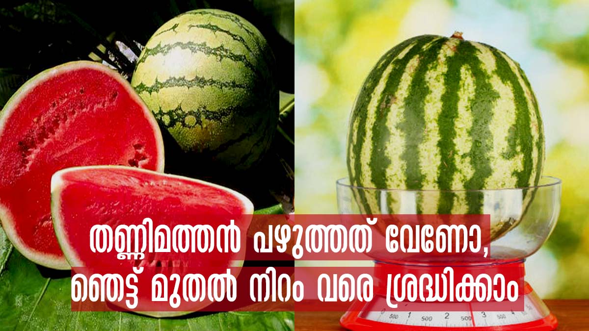 പുറംഭംഗി കണ്ട് വാങ്ങല്ലേ തണ്ണിമത്തന്‍ നല്ല തേന്‍മധുരവും പഴുത്തതും വേണോ