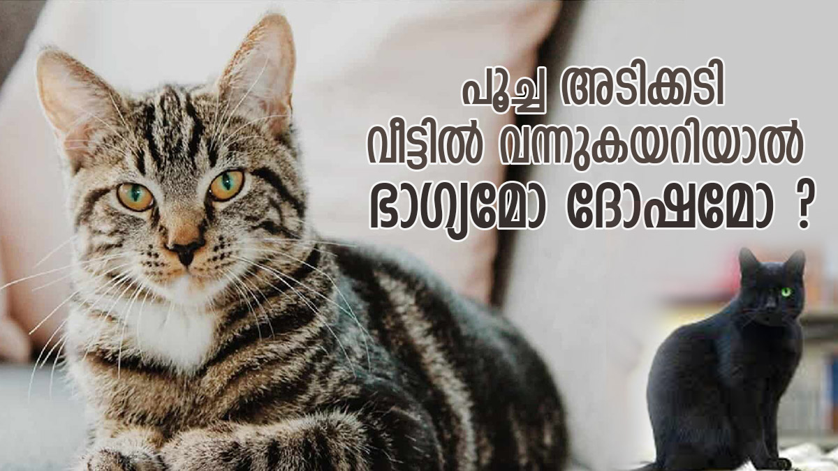 വരാനിരിക്കുന്ന ഗുണദോഷങ്ങളുടെ സൂചന; പൂച്ച അടിക്കടി വീട്ടില്